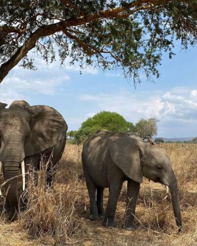 Large African Elephants